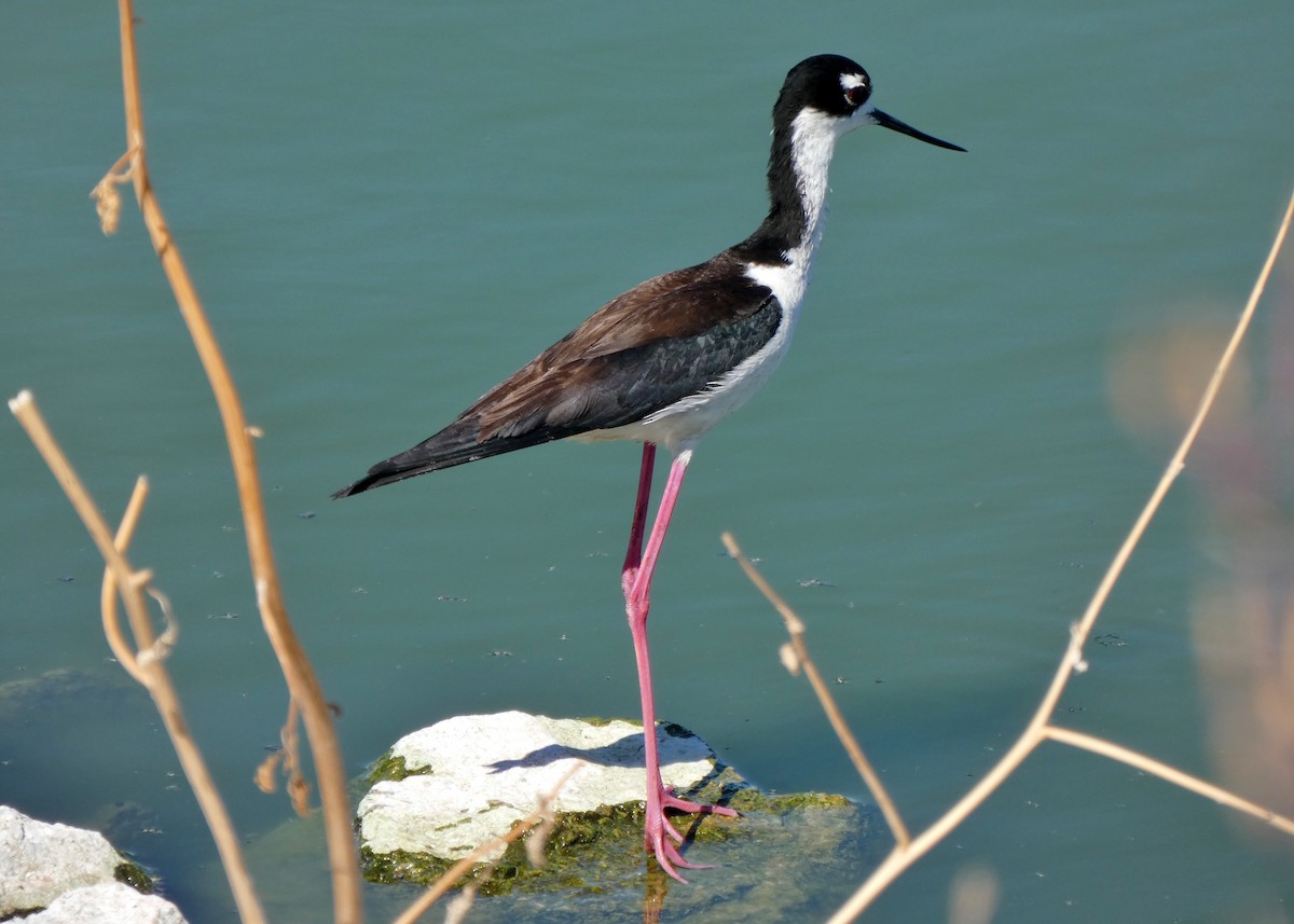 Black-necked Stilt - David Assmann