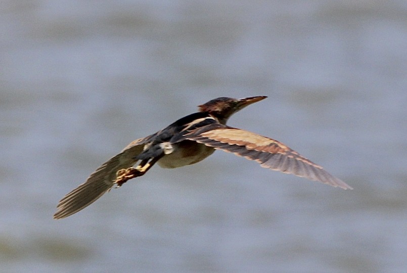 Least Bittern - ML355778871