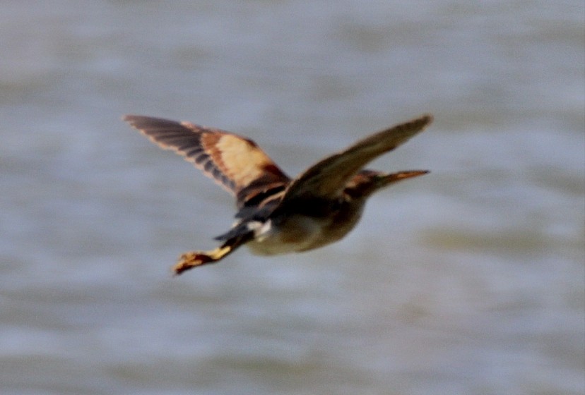 Least Bittern - ML355778971