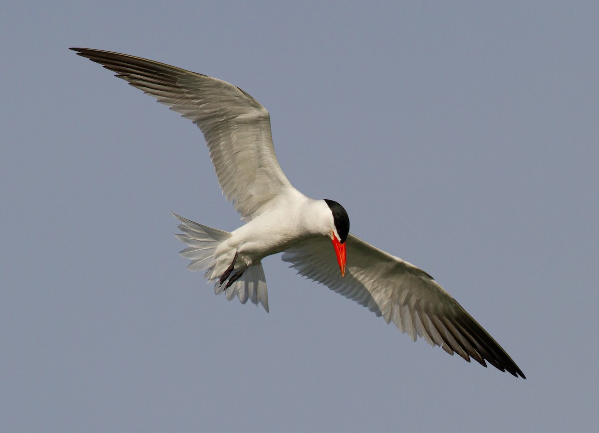 Caspian Tern - Sasha Cahill