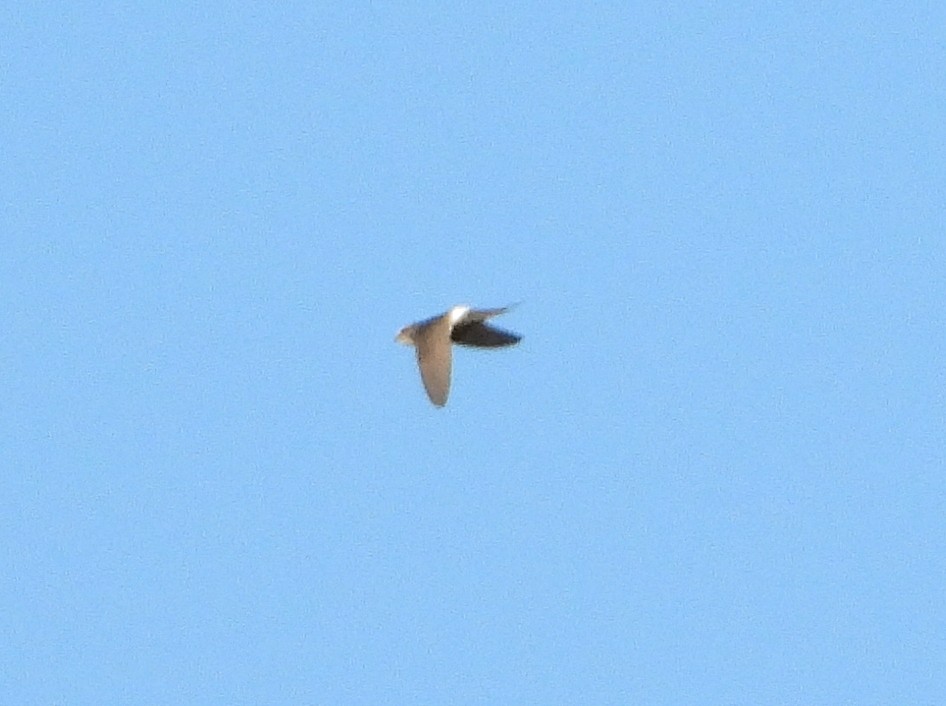 White-rumped Swift - ML355781971