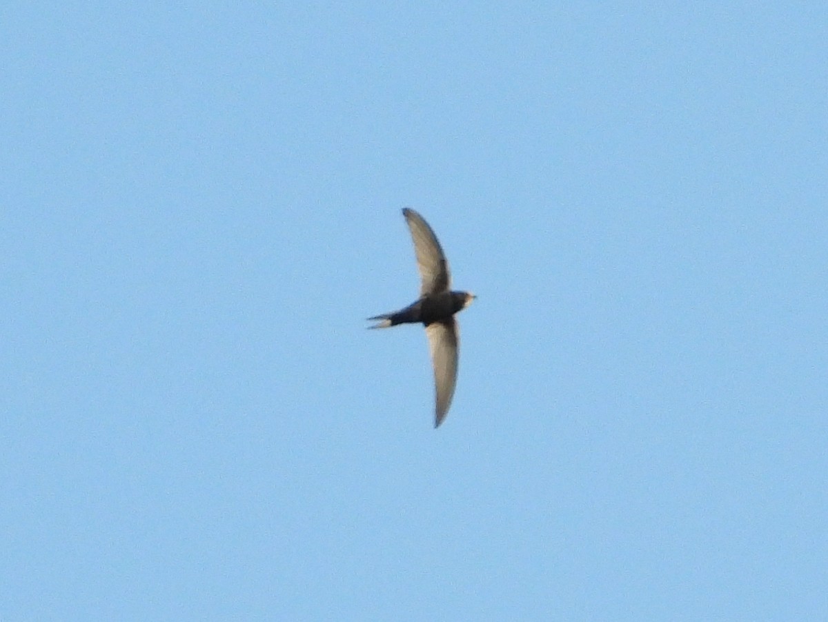 White-rumped Swift - ML355781981