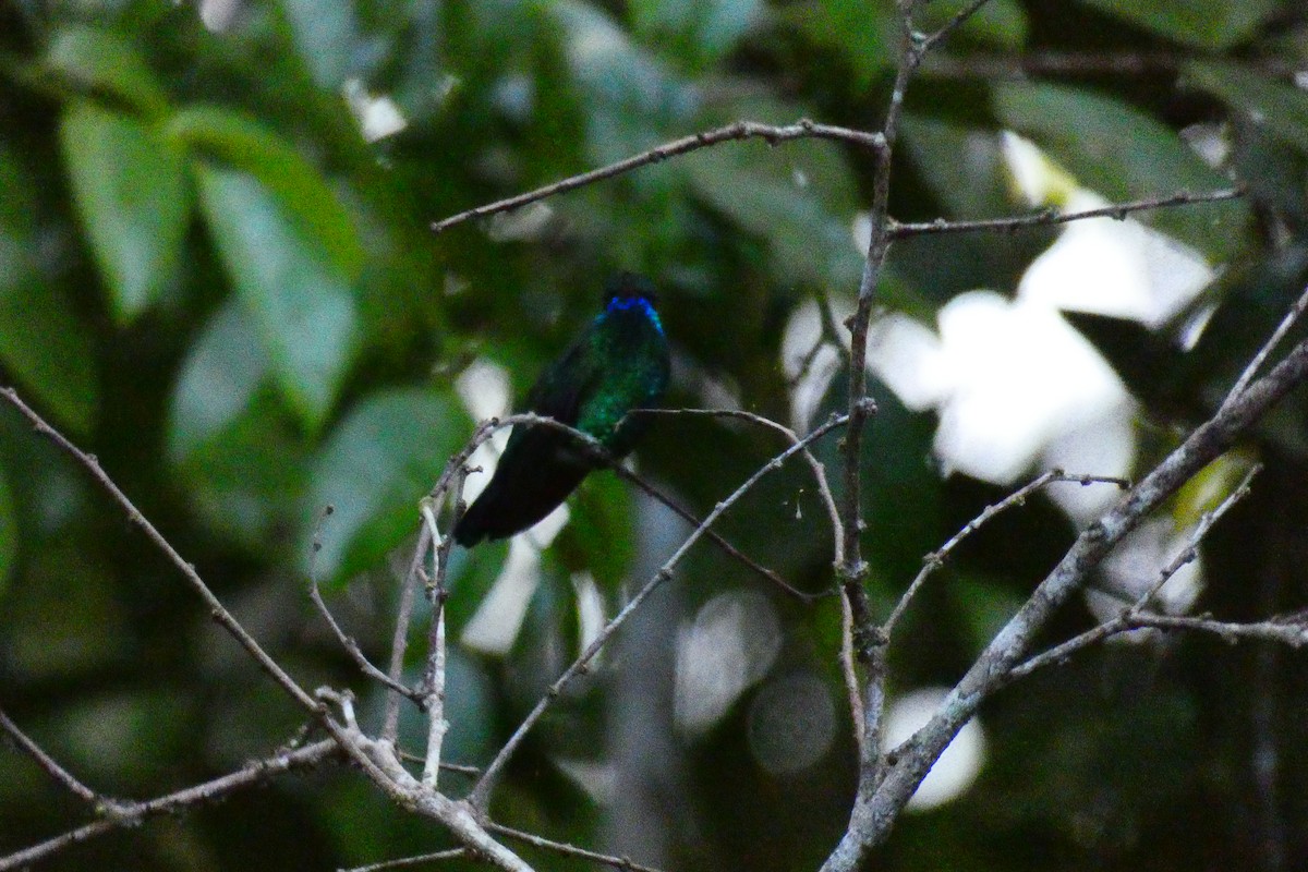 Mavi Gıdılı Kolibri - ML355782161