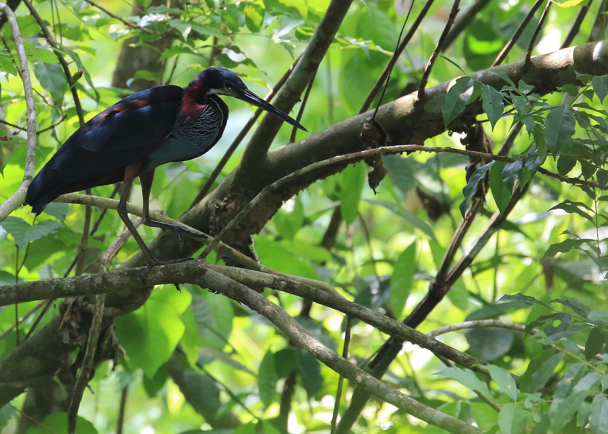 Agami Heron - Tim Lenz