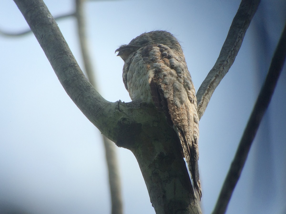 Great Potoo - ML35578371