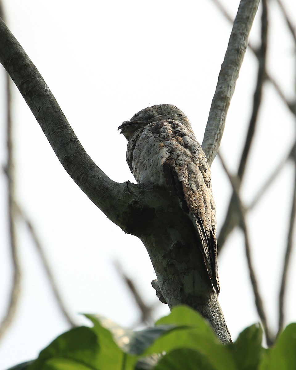 Great Potoo - ML35578381