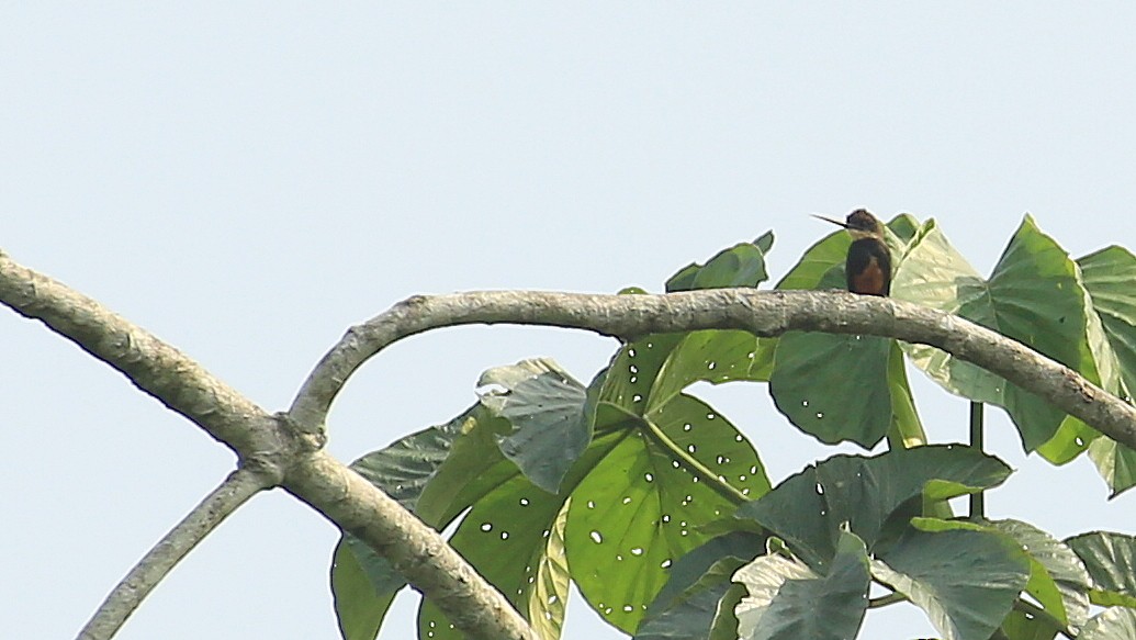 Dusky-backed Jacamar - ML35578431