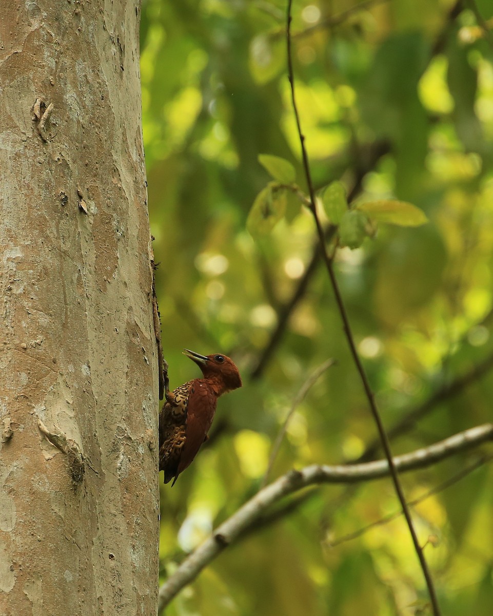 Cinnamon Woodpecker - ML35578441