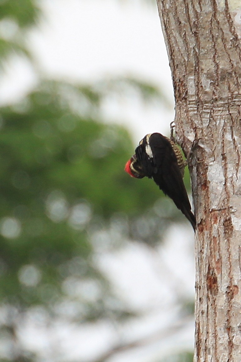 Lineated Woodpecker - Tim Lenz