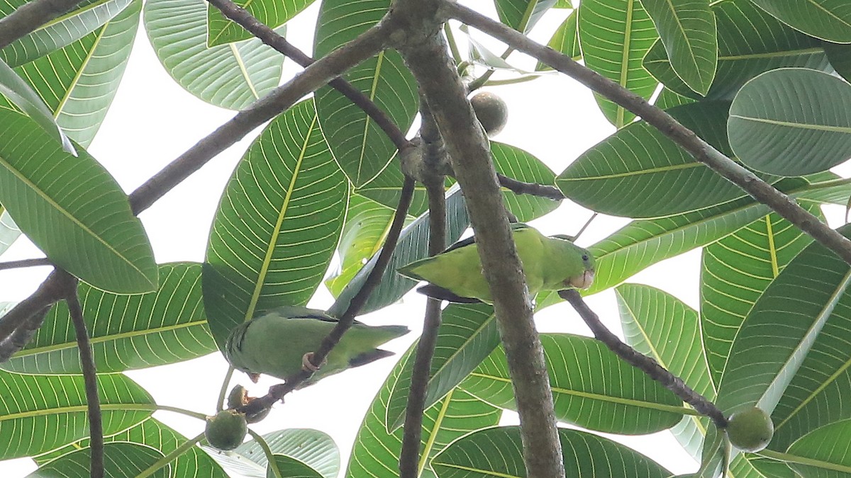 Spectacled Parrotlet - ML35578461