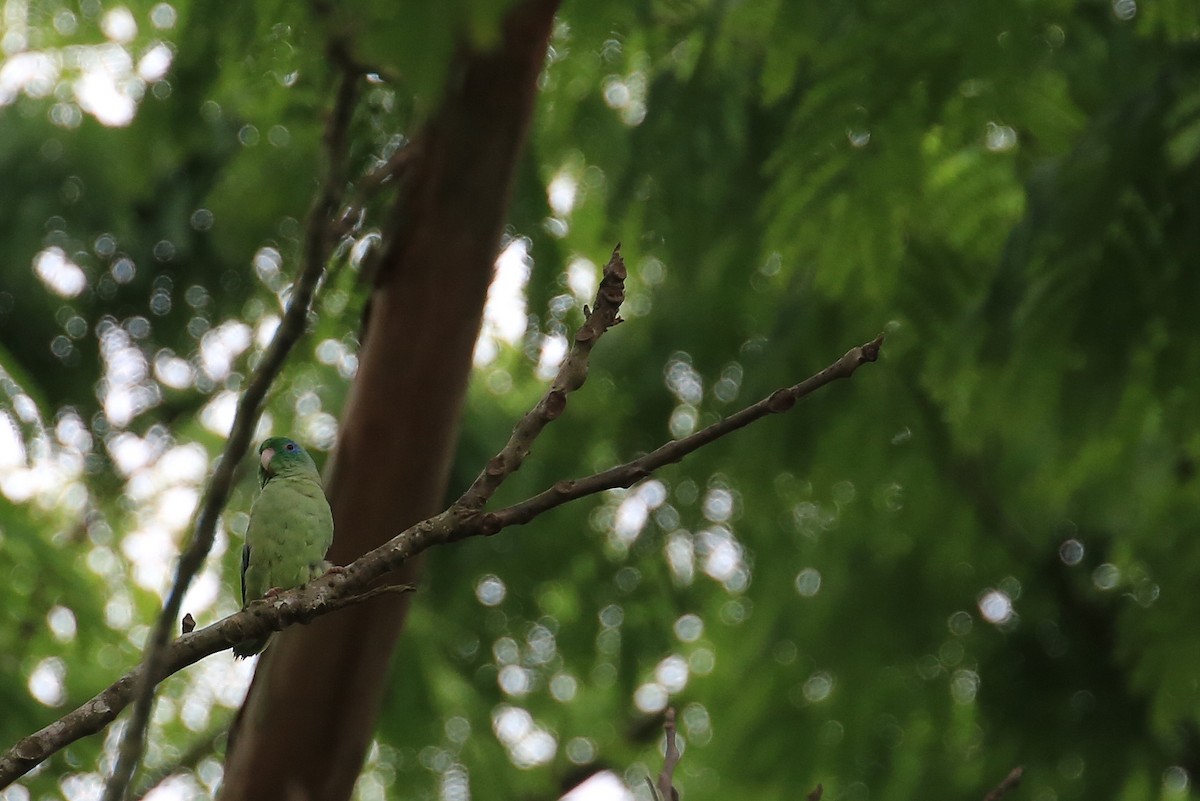 Очковый воробьиный попугайчик - ML35578471