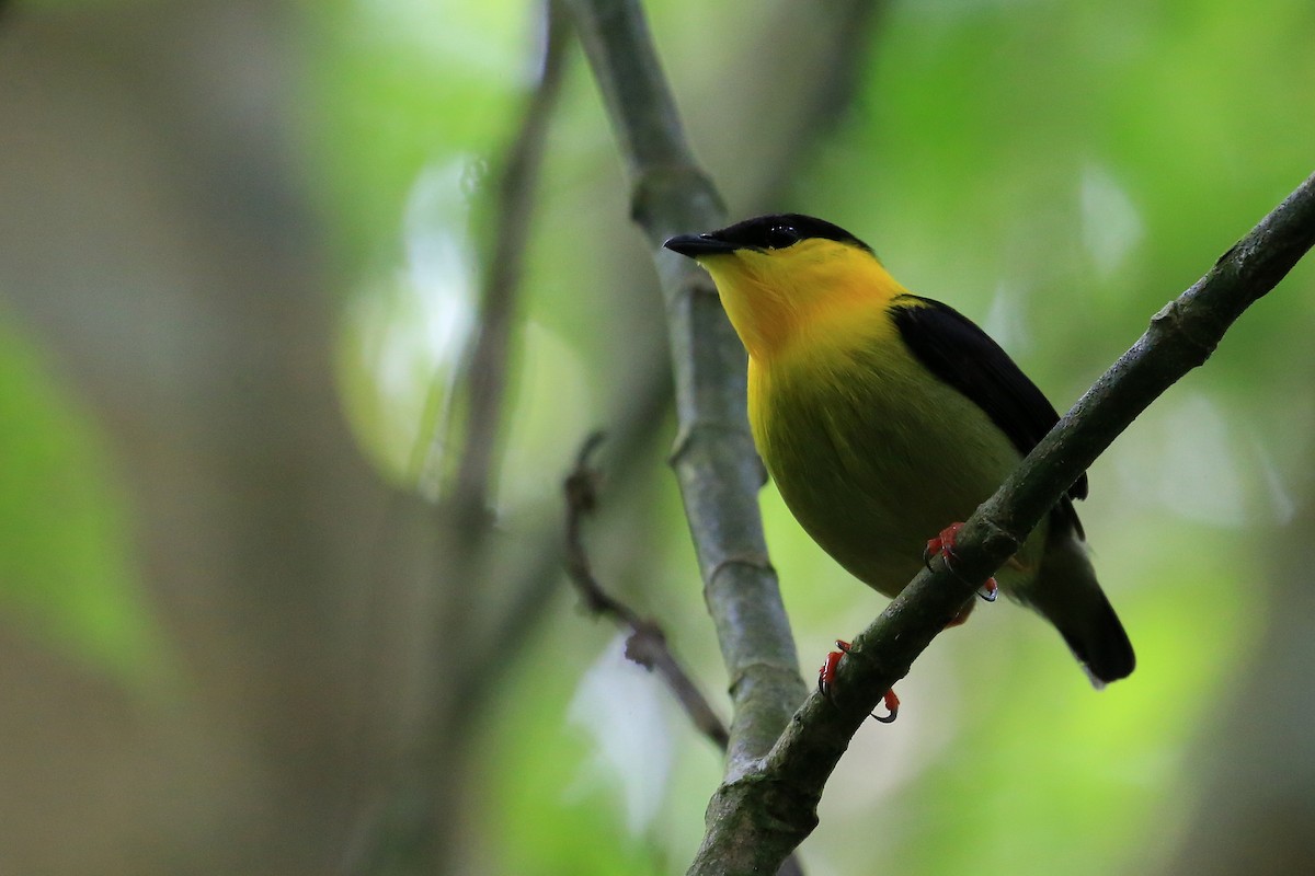 Golden-collared Manakin - Tim Lenz