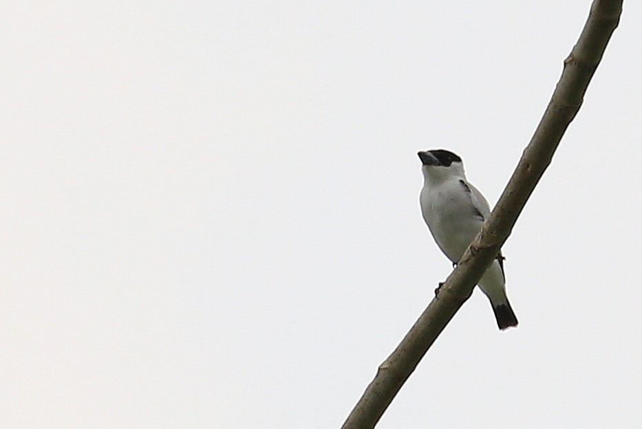 Black-crowned Tityra - ML35578501