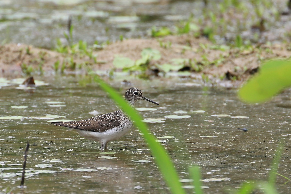 Solitary Sandpiper - ML35578531