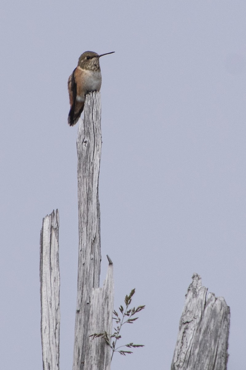 Rufous Hummingbird - ML355785431