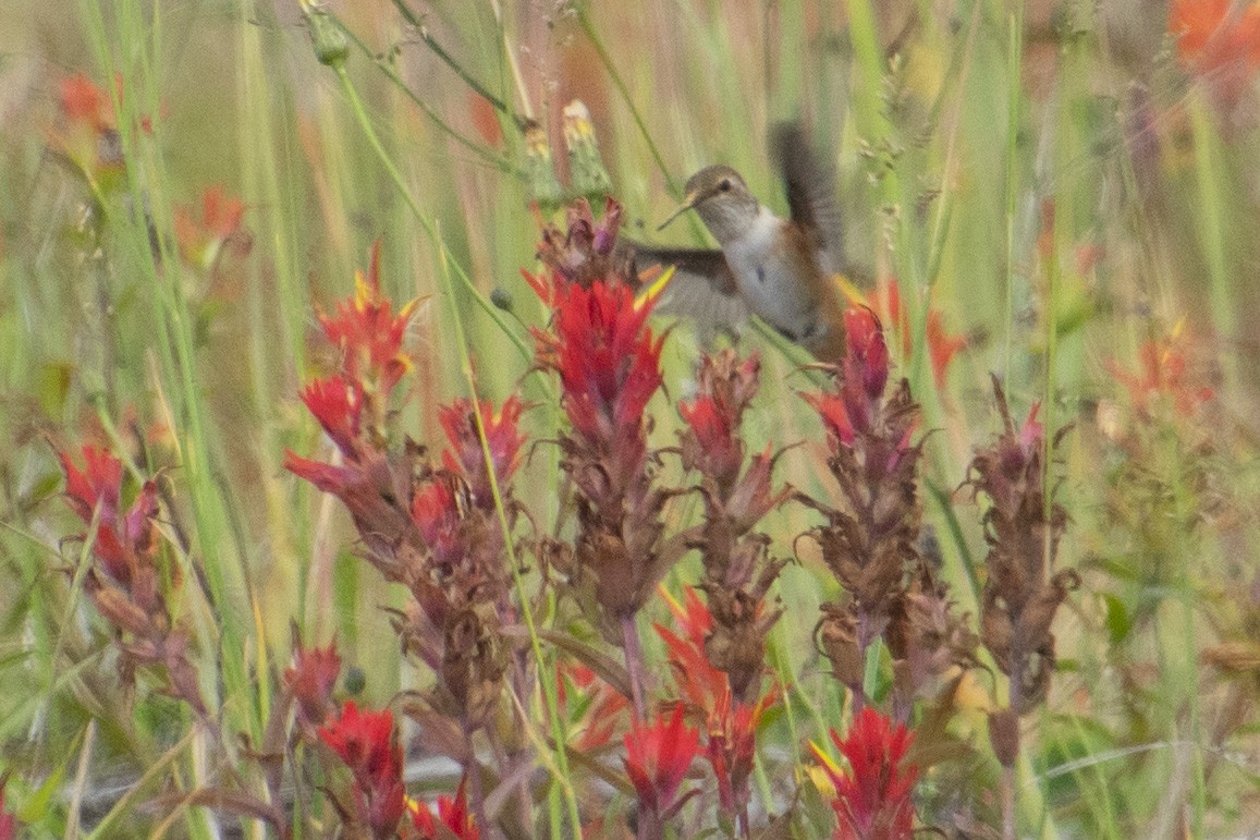 Rufous Hummingbird - ML355785441