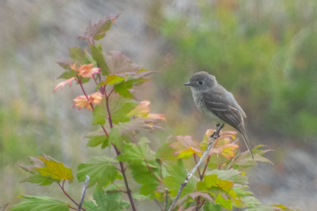 Dusky Flycatcher - ML355785461