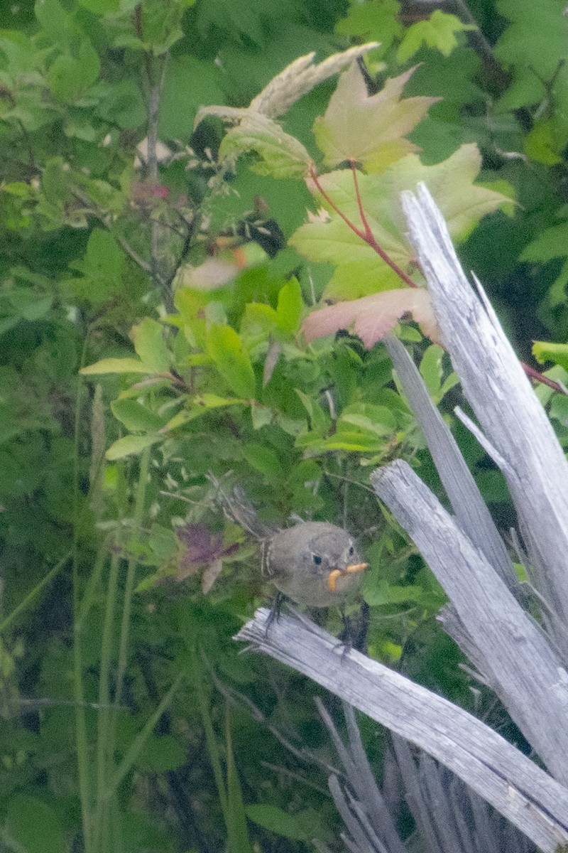 Dusky Flycatcher - ML355785471