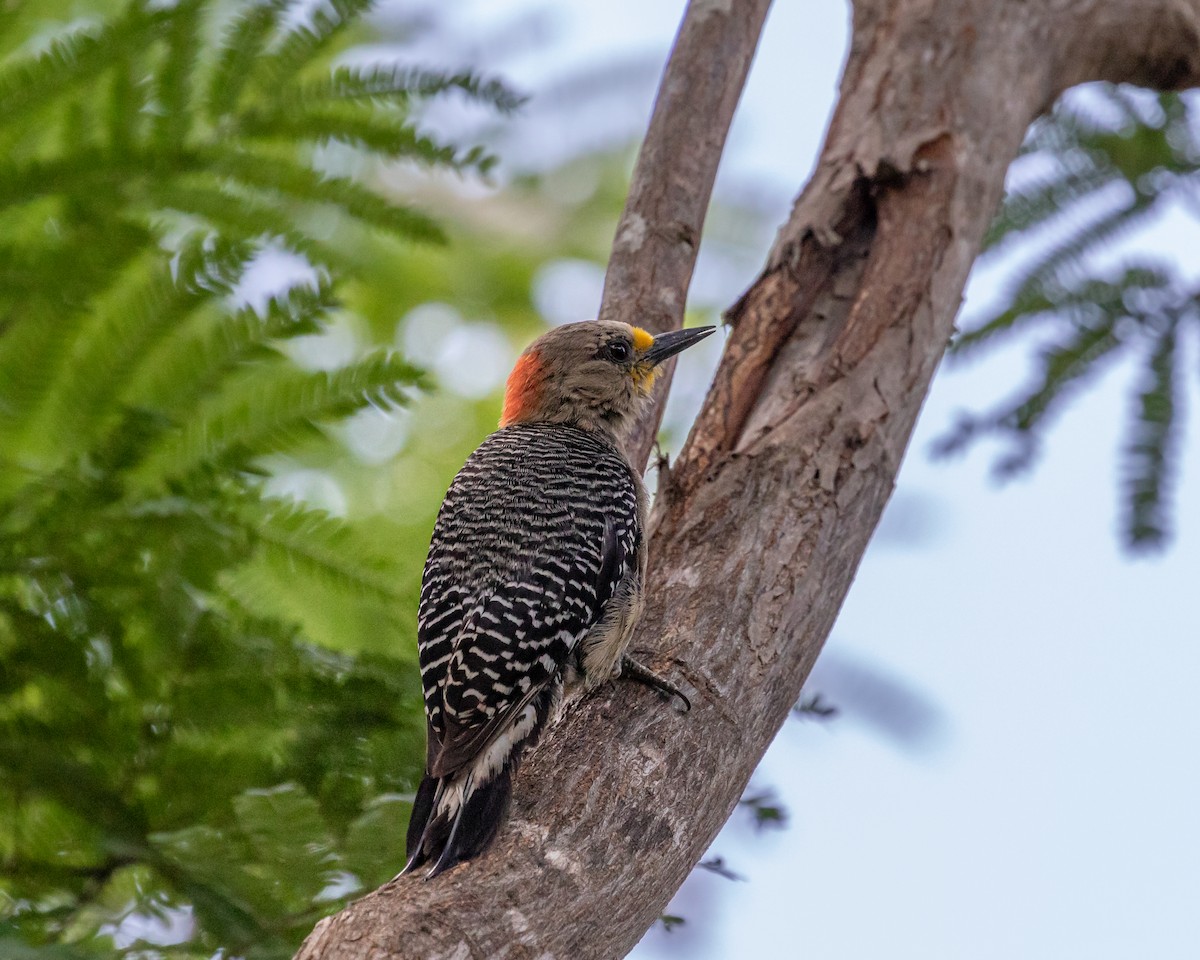 Yucatan Woodpecker - Karl Wirth