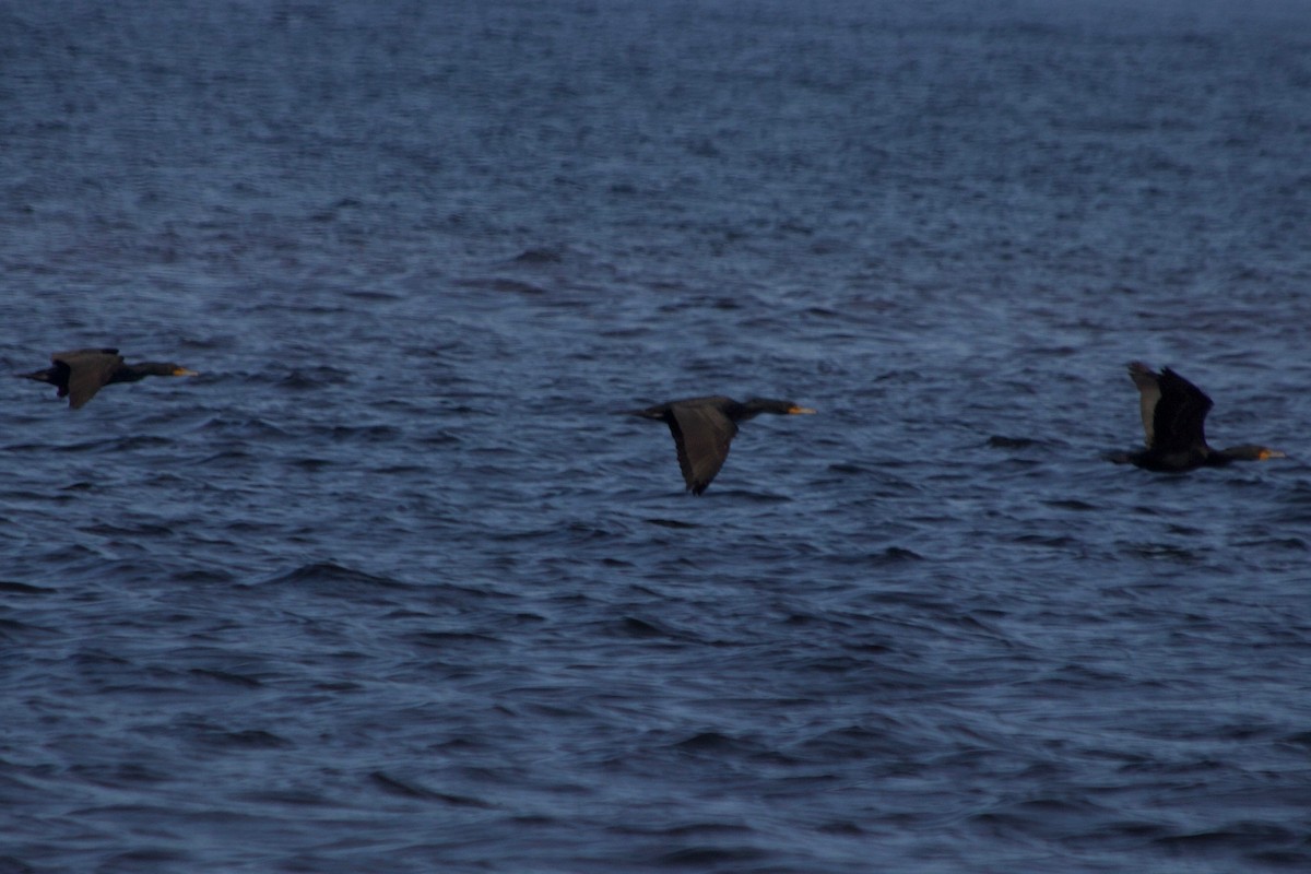 Double-crested Cormorant - François-Xavier Grandmont