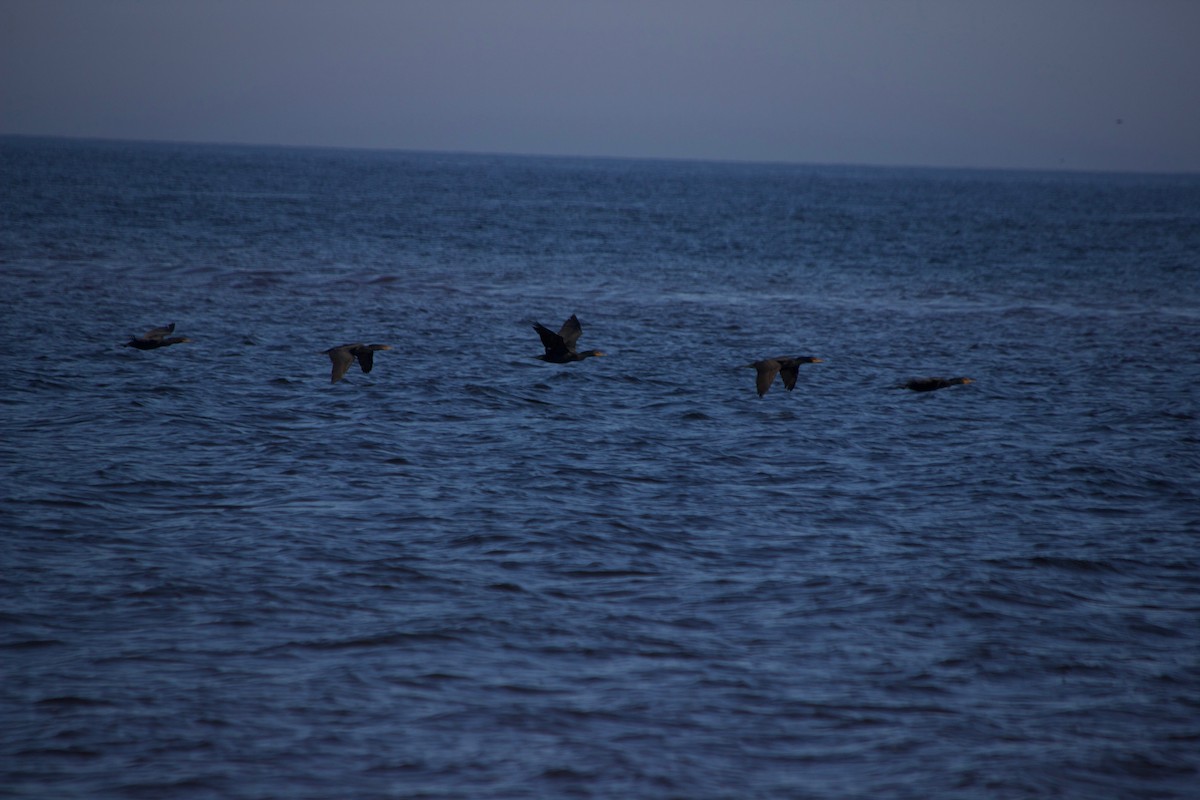 Double-crested Cormorant - ML355786981