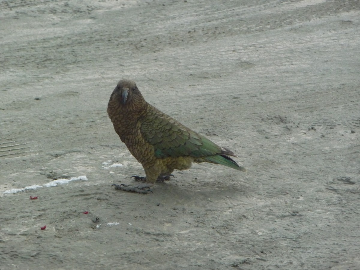 Kea - ML355787561
