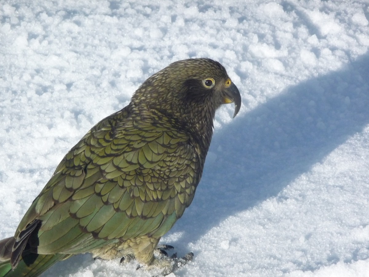 Kea - ML355787571