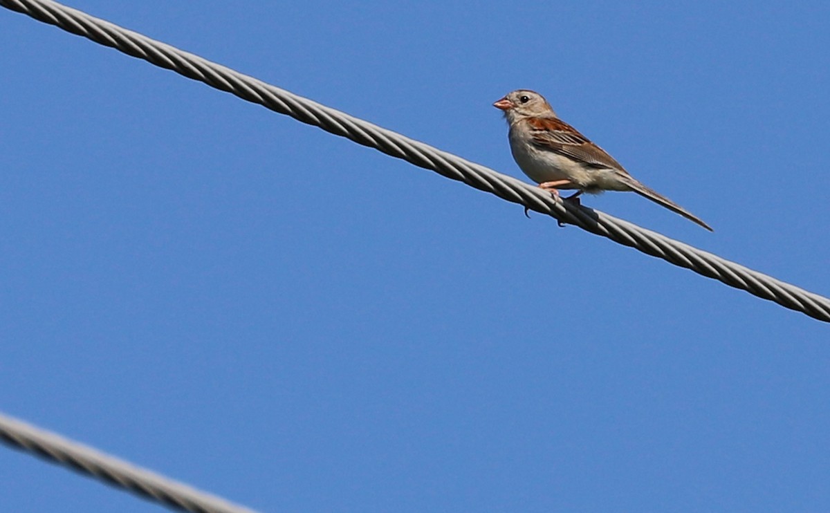 Field Sparrow - Rob Bielawski