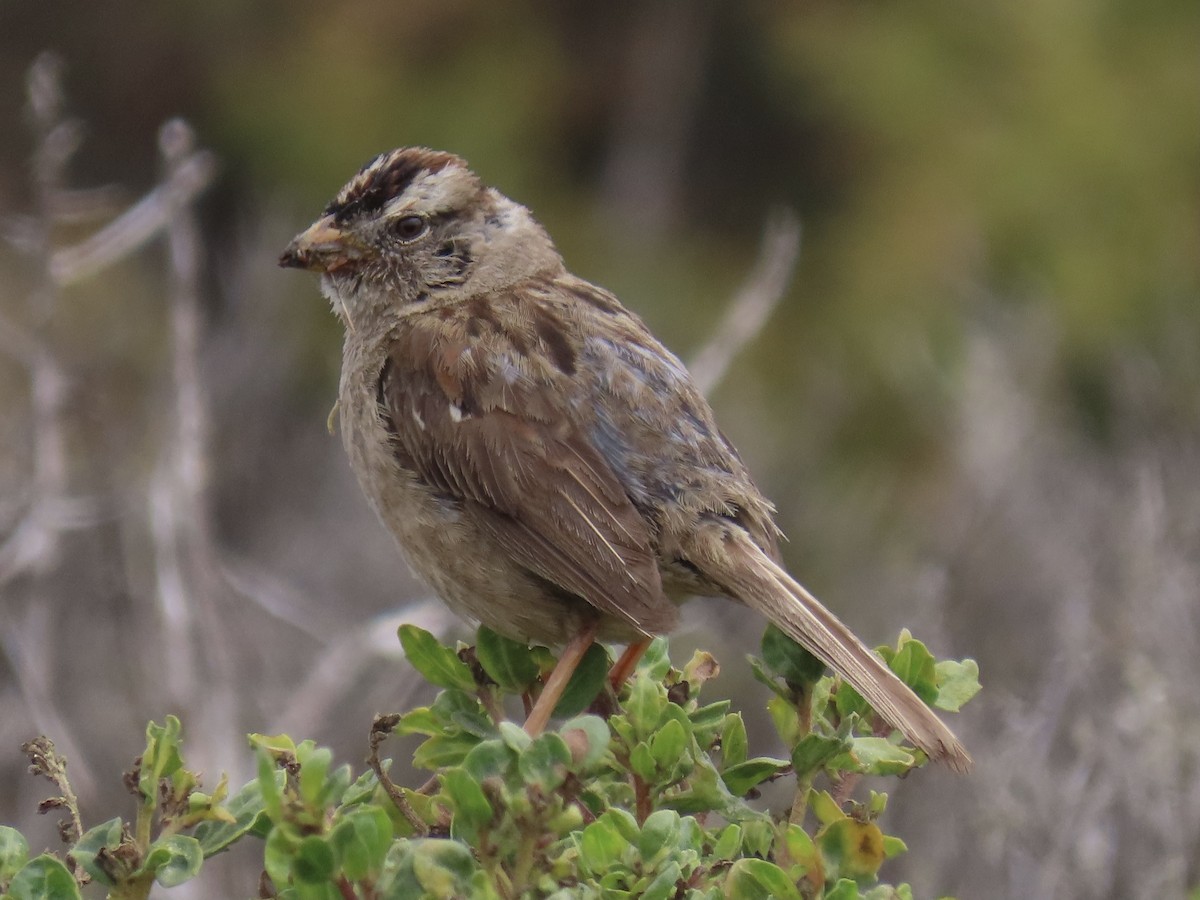 White-crowned Sparrow - Alane Gray