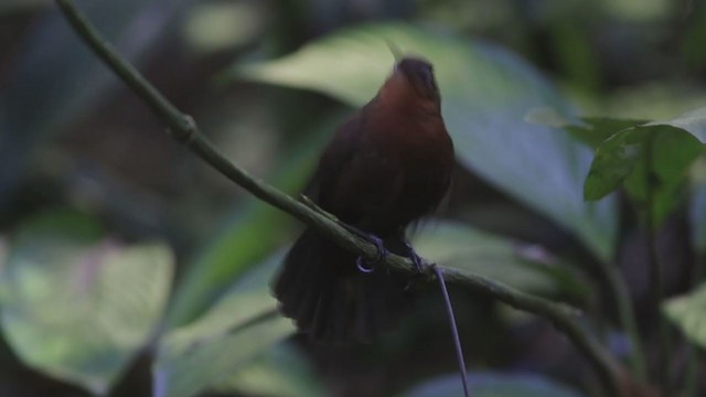 South American Leaftosser (Atlantic) - ML355793321