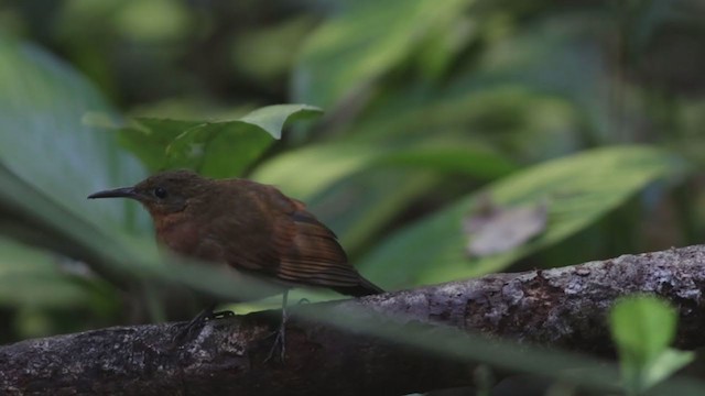 South American Leaftosser (Atlantic) - ML355793331