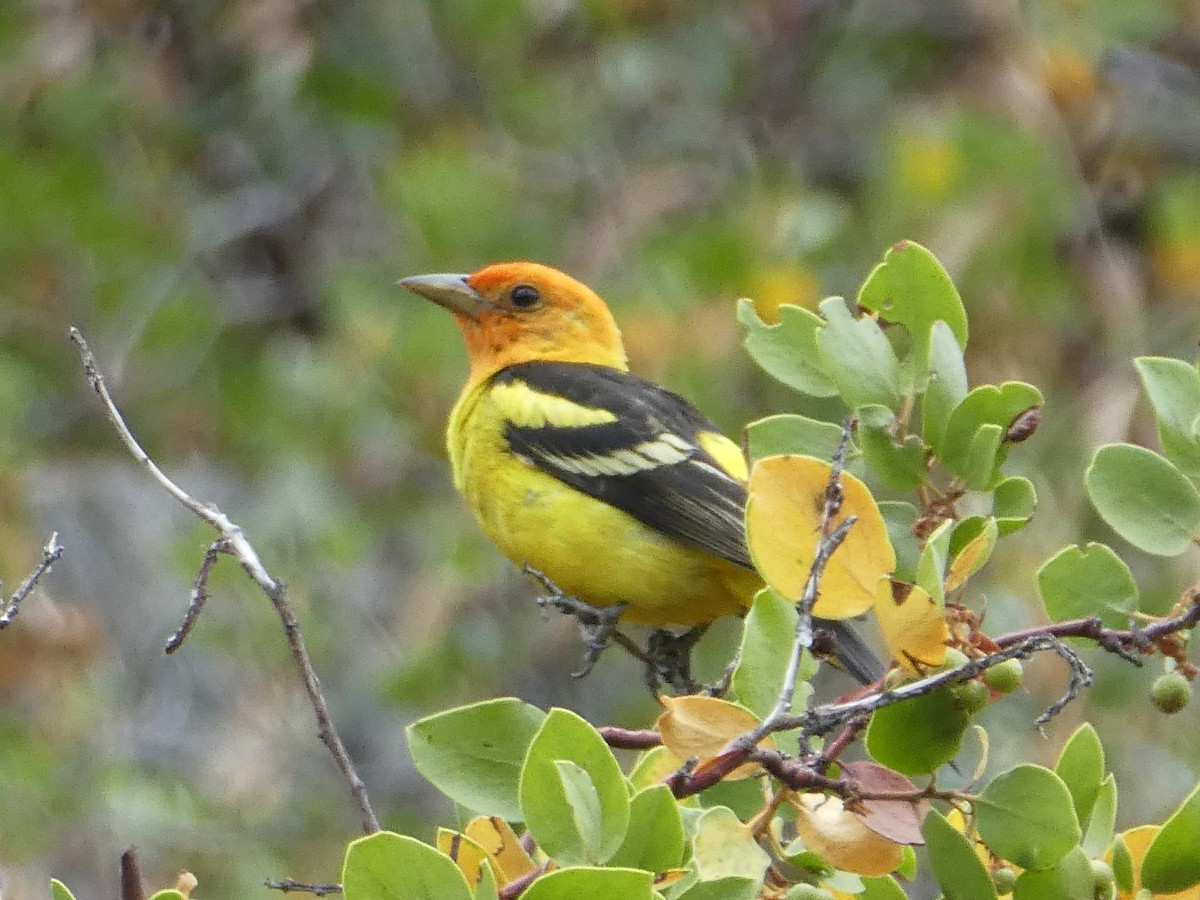 Western Tanager - ML355793361