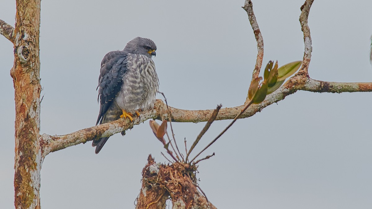 Plumbeous Kite - Jorge Moisés Herrera R.