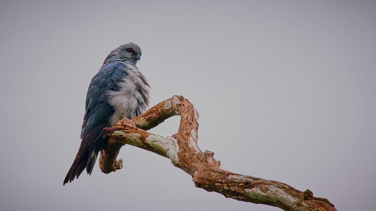 Plumbeous Kite - ML355793751