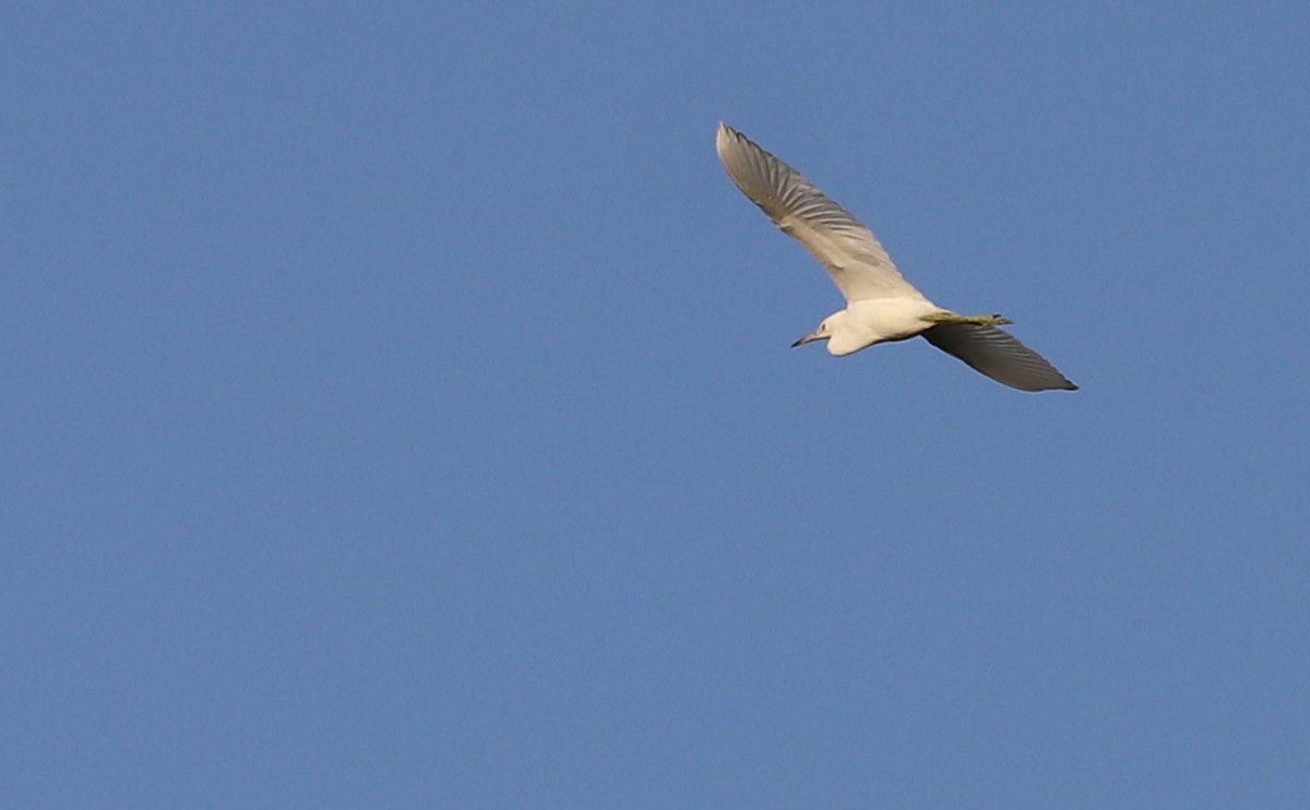 Little Blue Heron - ML355794761