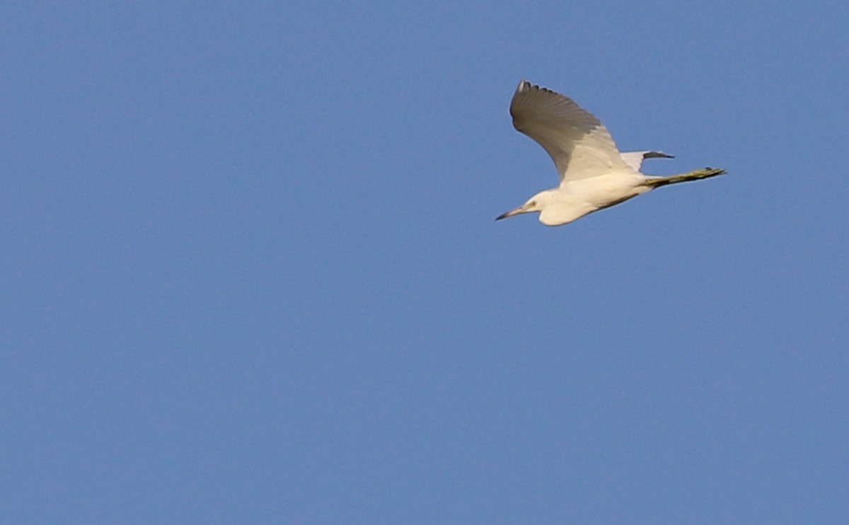 Little Blue Heron - ML355794771