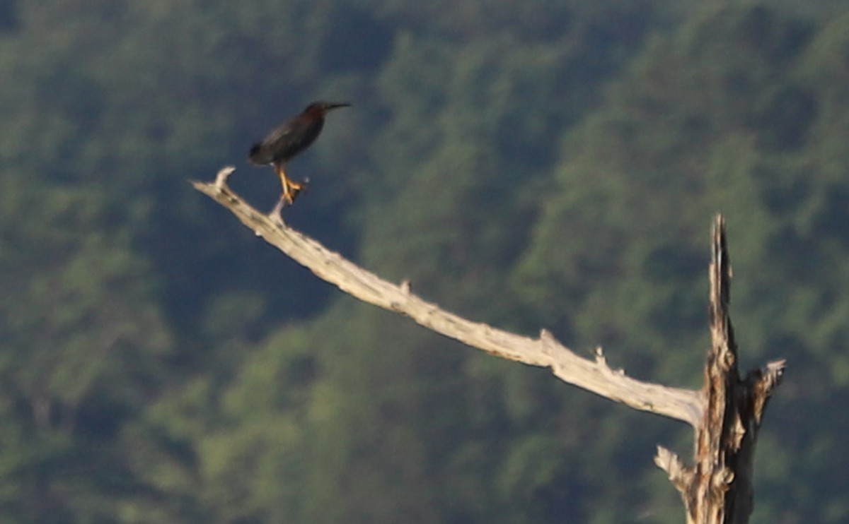 Green Heron - Rob Bielawski