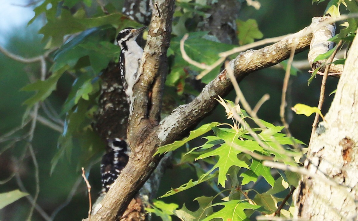 Hairy Woodpecker (Eastern) - ML355795081
