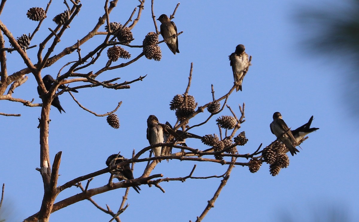 Purple Martin - ML355795211