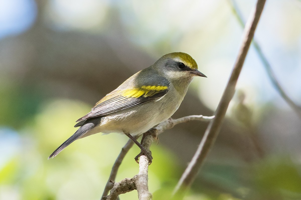 Golden-winged Warbler - ML35579651