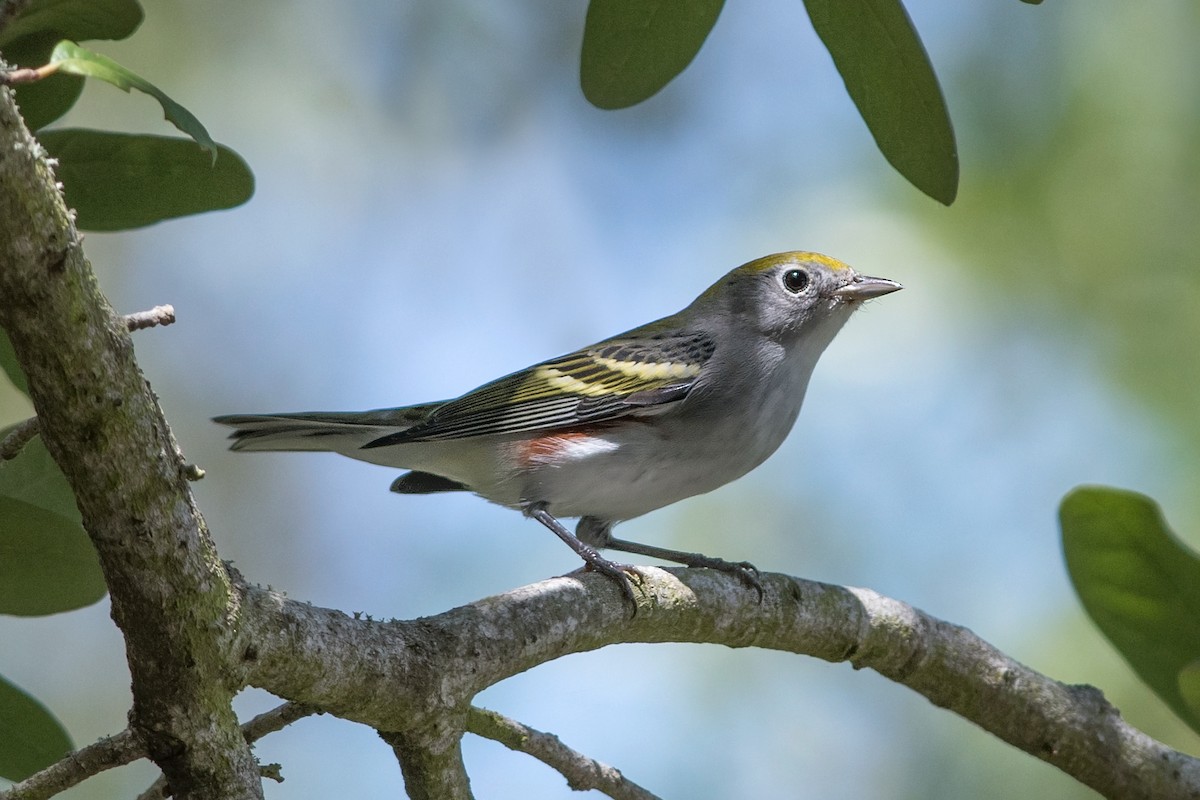 Chestnut-sided Warbler - ML35579701