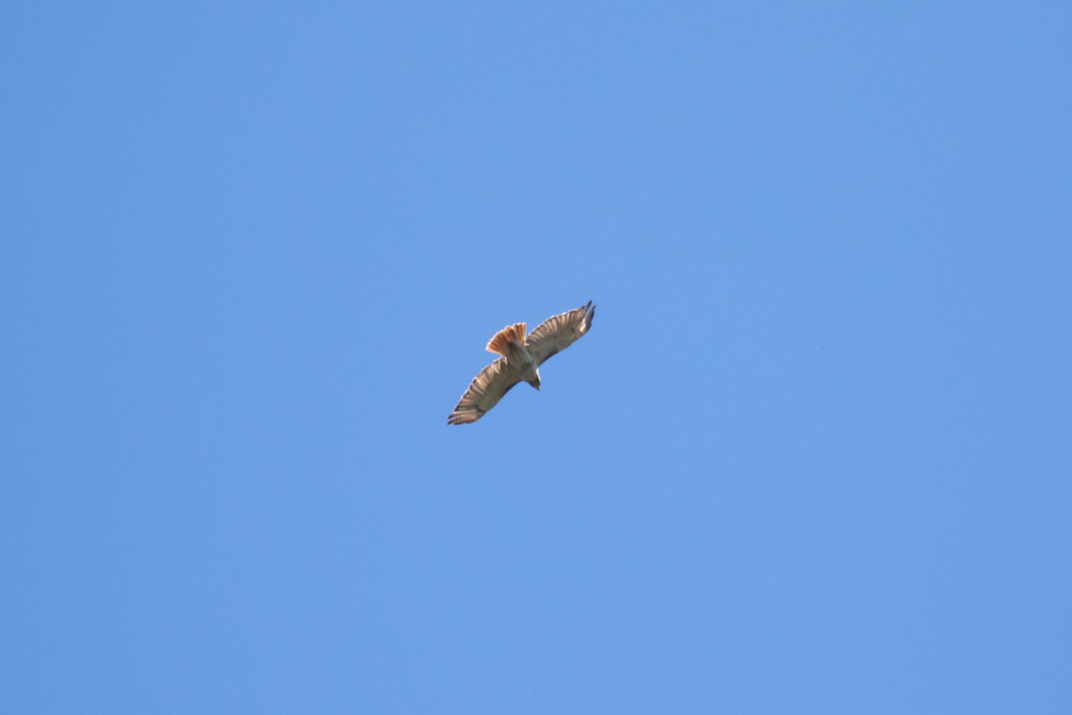 Red-tailed Hawk (borealis) - ML355797431