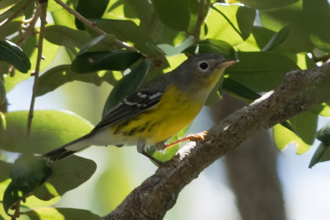 Magnolia Warbler - ML35579761