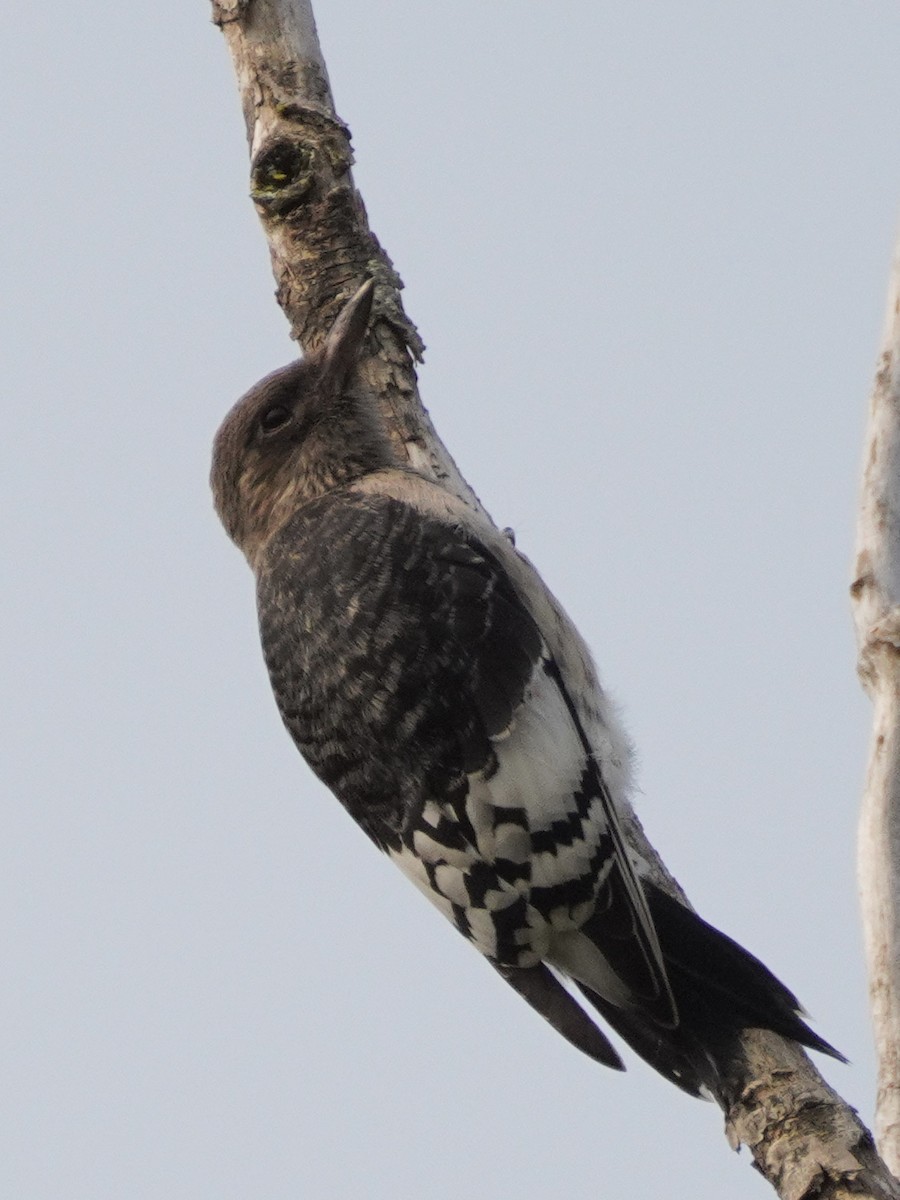 Red-headed Woodpecker - ML355797621