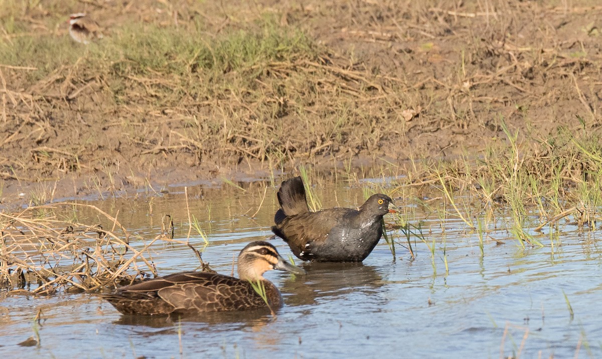 Rotfuß-Teichhuhn - ML355797691