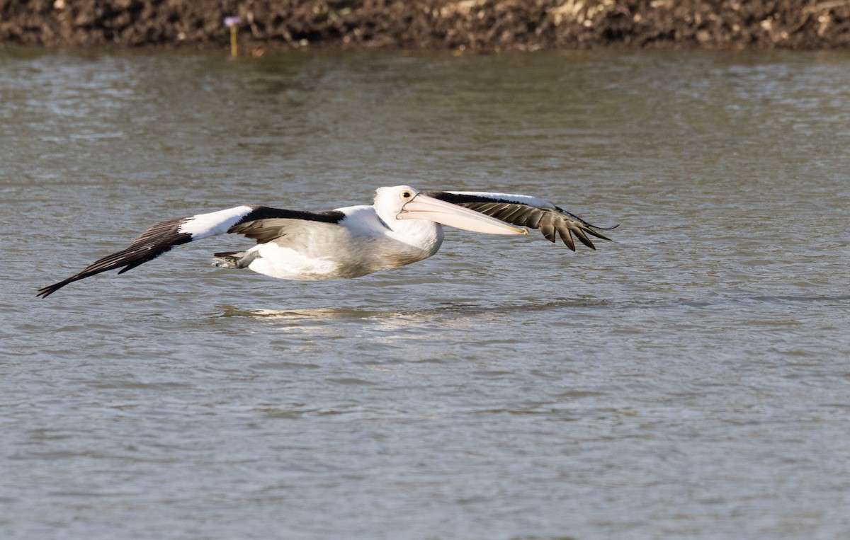 pelikán australský - ML355797701