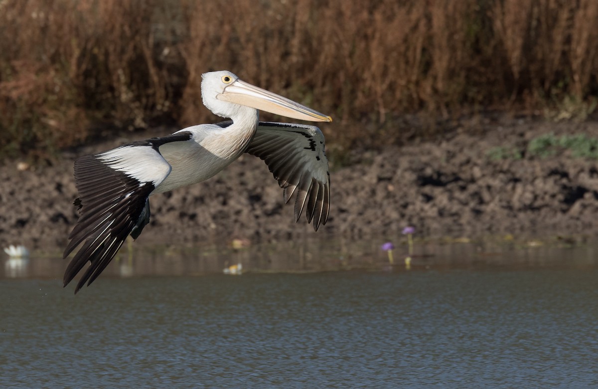 pelikán australský - ML355797741