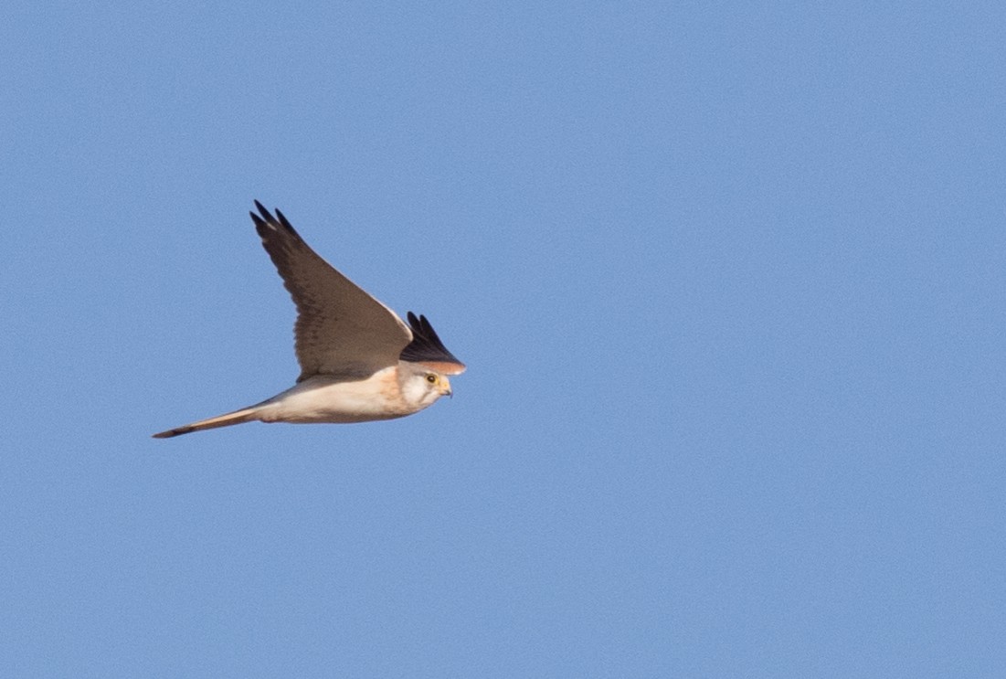 Nankeen Kestrel - ML355800261