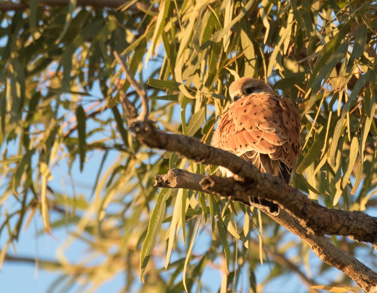 Nankeen Kestrel - Chris Barnes