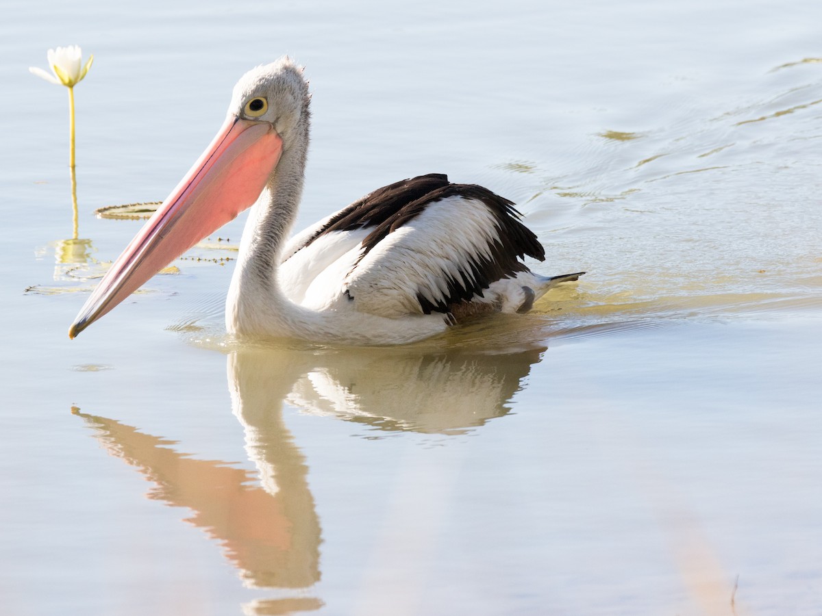 Australian Pelican - ML355801151